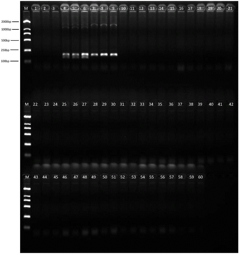 Detection kit for sheep origin component identification and detection of multi-species origin components in products