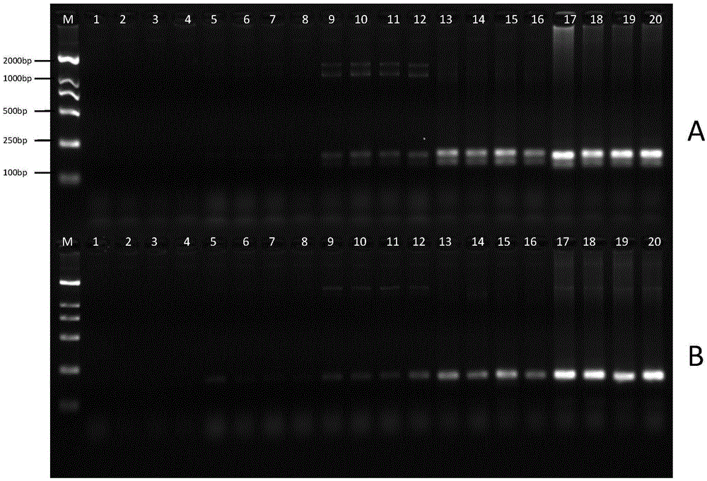 Detection kit for sheep origin component identification and detection of multi-species origin components in products