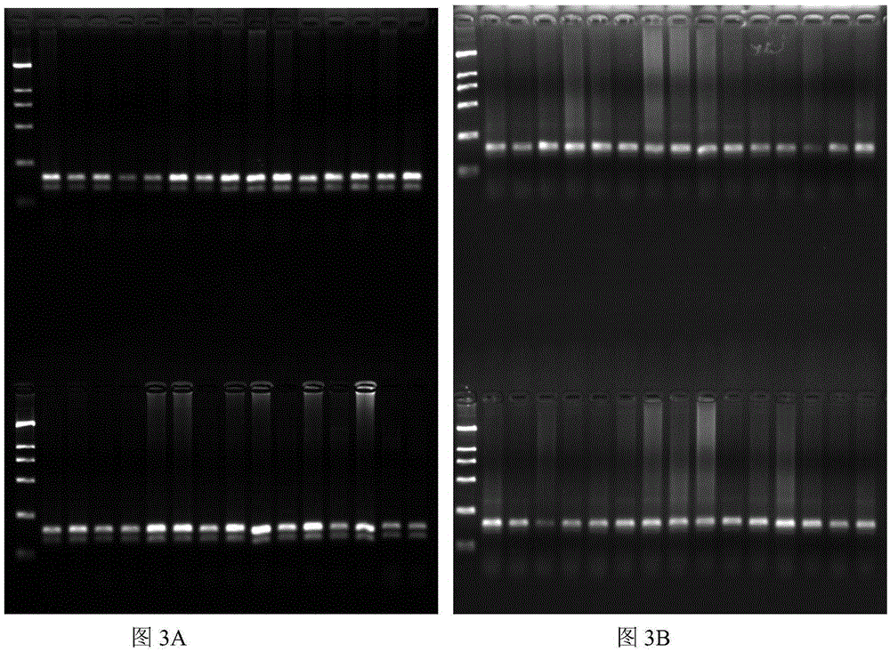 Detection kit for sheep origin component identification and detection of multi-species origin components in products