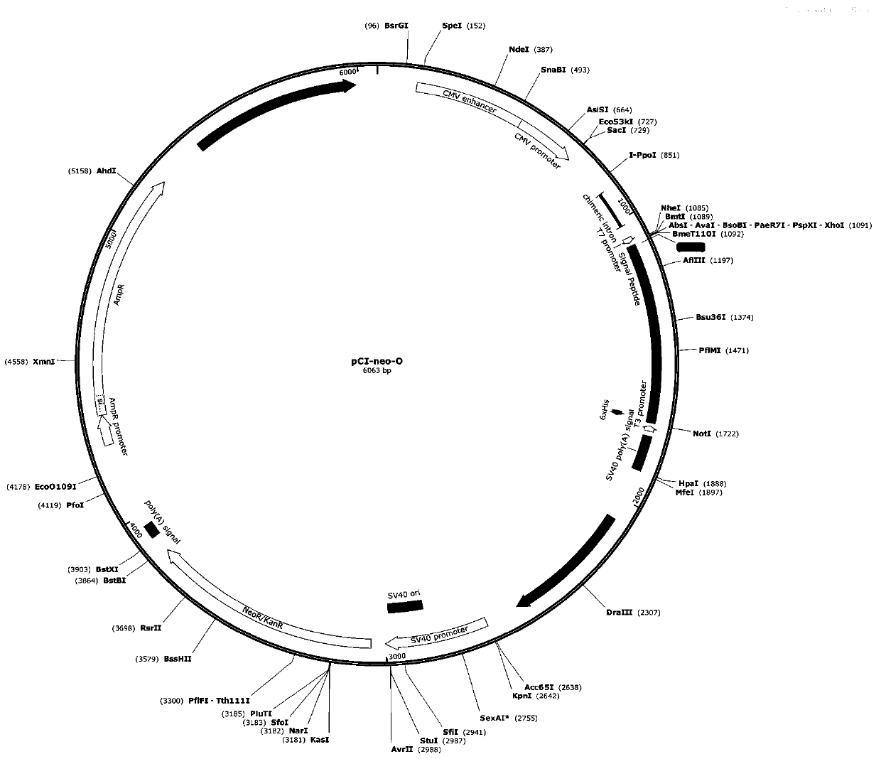 Selection method of signal peptide while foreign protein is expressed by Chinese hamster ovary cells and application thereof