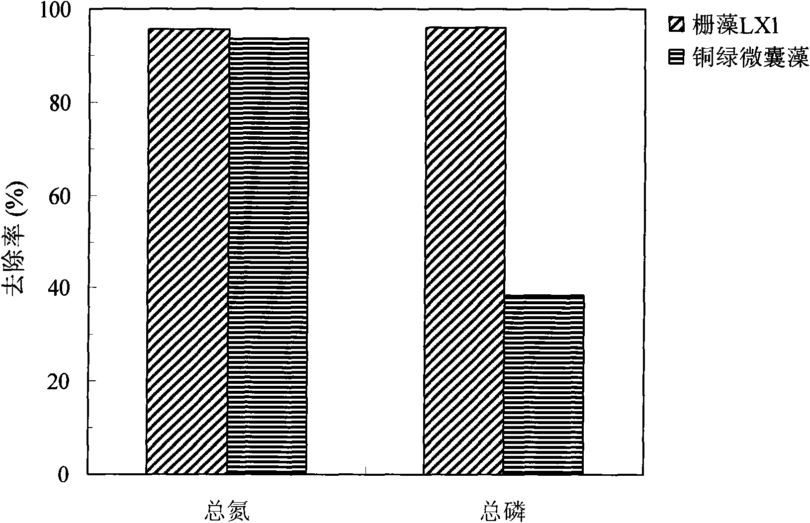 Low-nutrition scenedesmus and application thereof in sewage deep treatment