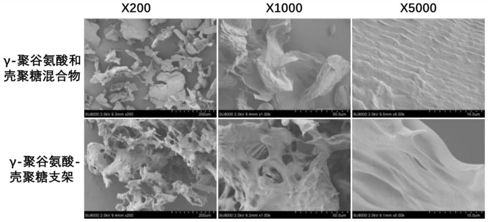 Preparation method of gamma-polyglutamic acid/chitosan microsphere scaffold