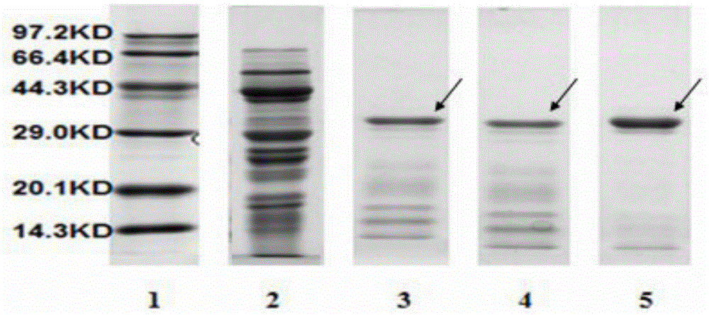 Method for industrially extracting alpha-amylase inhibitor in white kidney beans