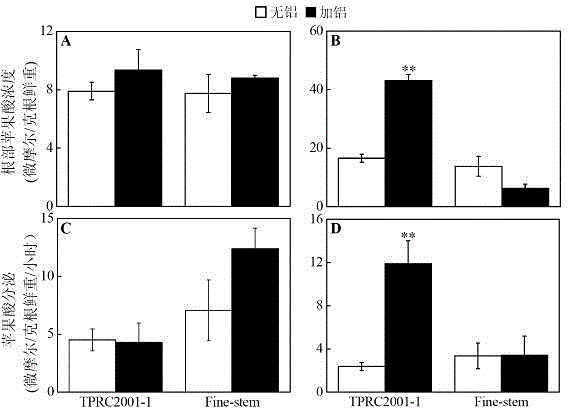 A kind of malic enzyme gene sgme1 and its application