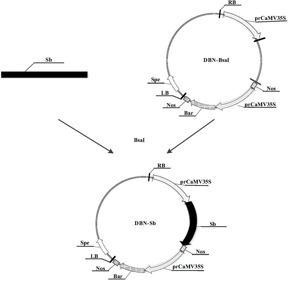 Abiotic stress response related protein, and encoding gene and application thereof