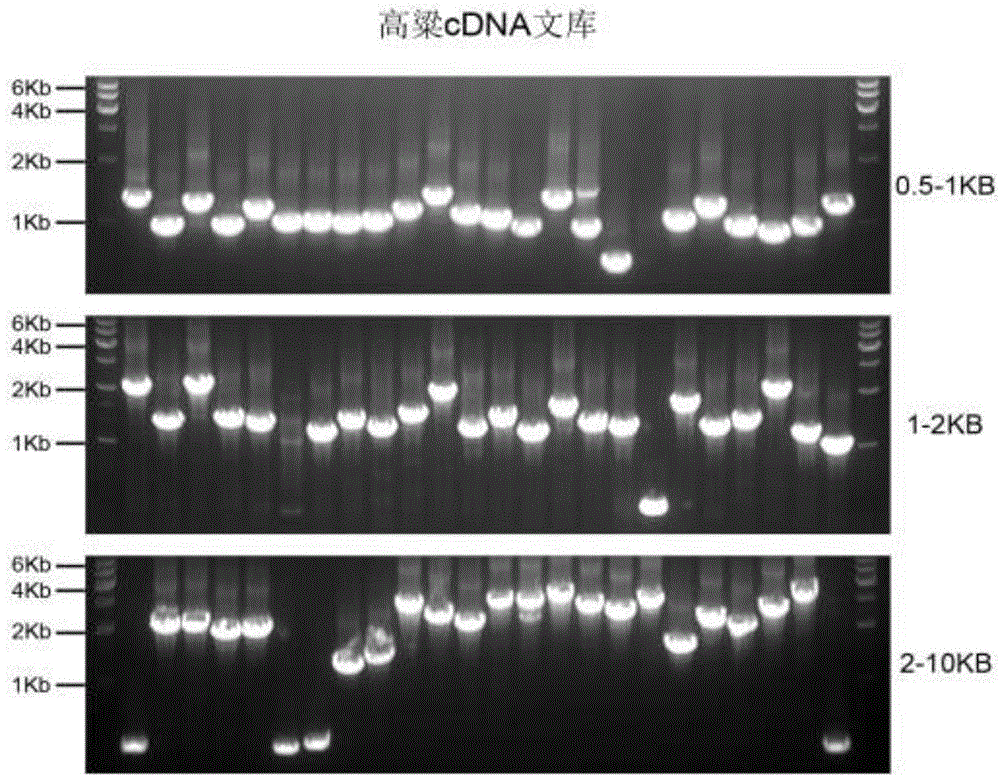 Abiotic stress response related protein, and encoding gene and application thereof