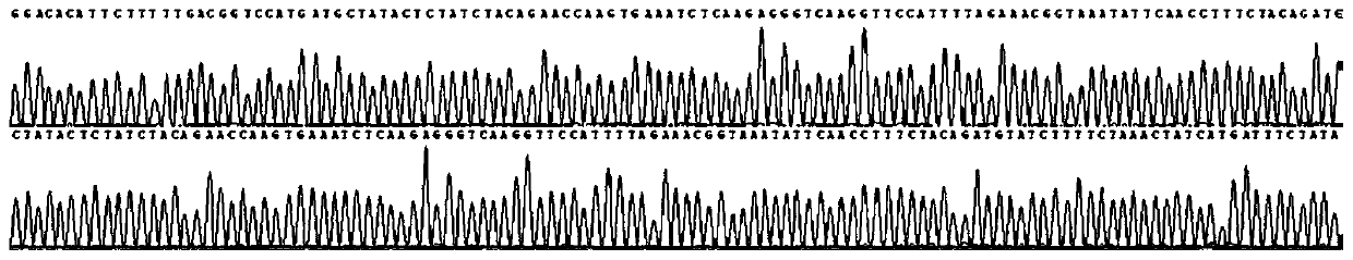 Method for detecting CYP21A2 gene mutation, primer and kit