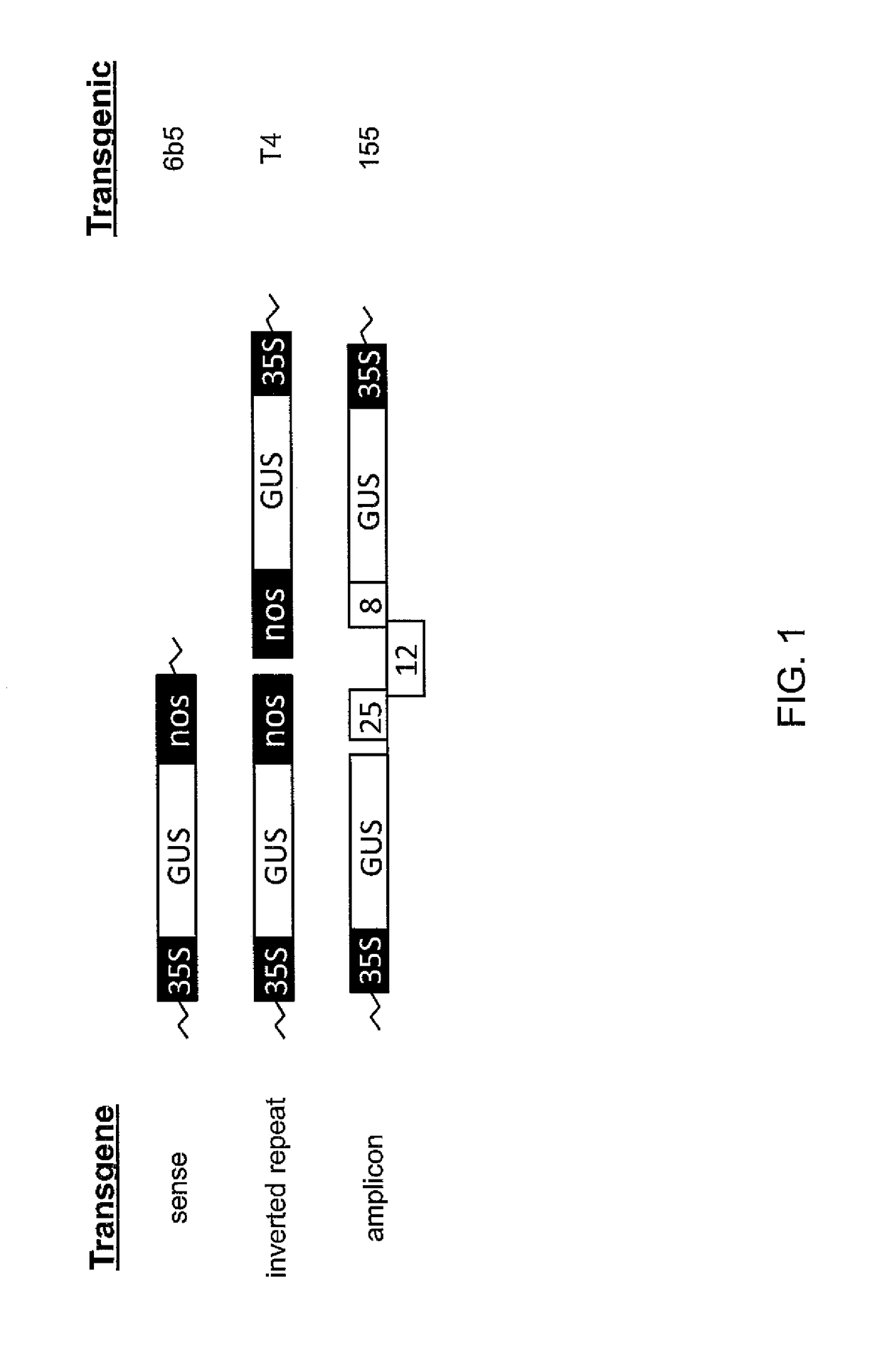 Compositions and methods for the modulation of gene expression in plants