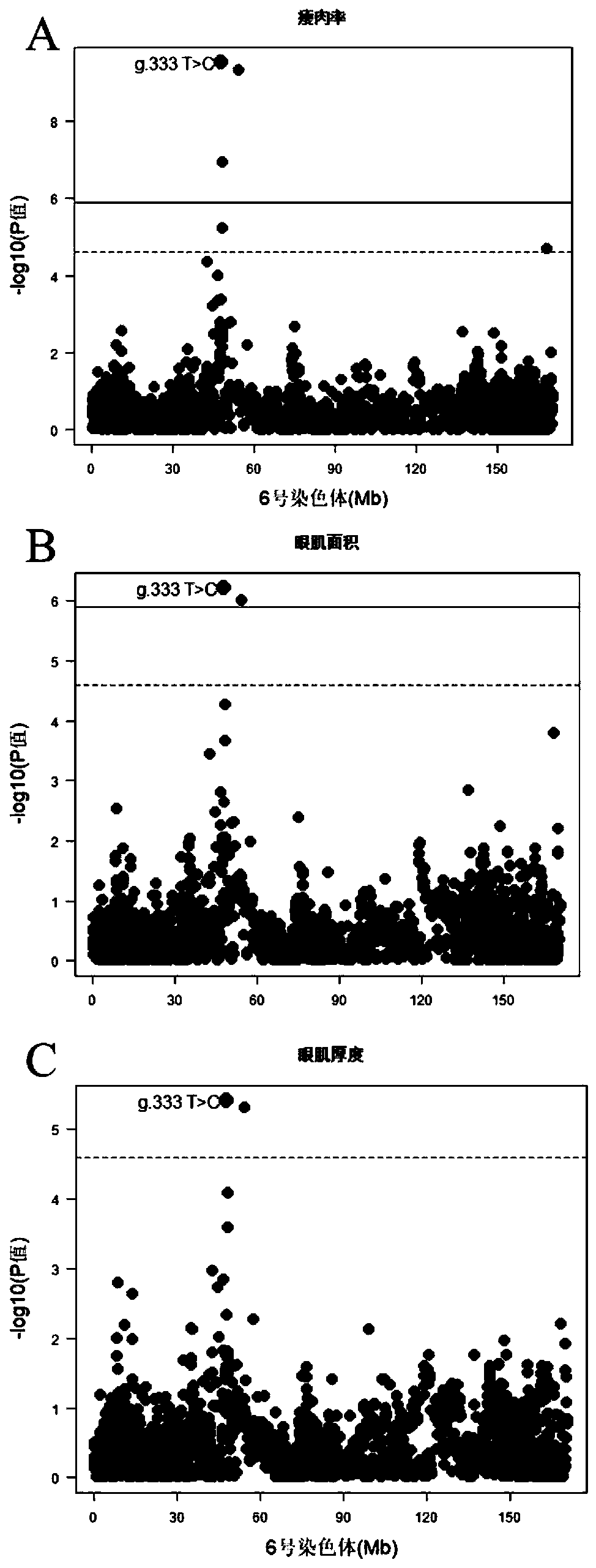 SNP molecular marker related to lean meat rate, eye muscle area and eye muscle thickness on swine chromosome 6 and application thereof