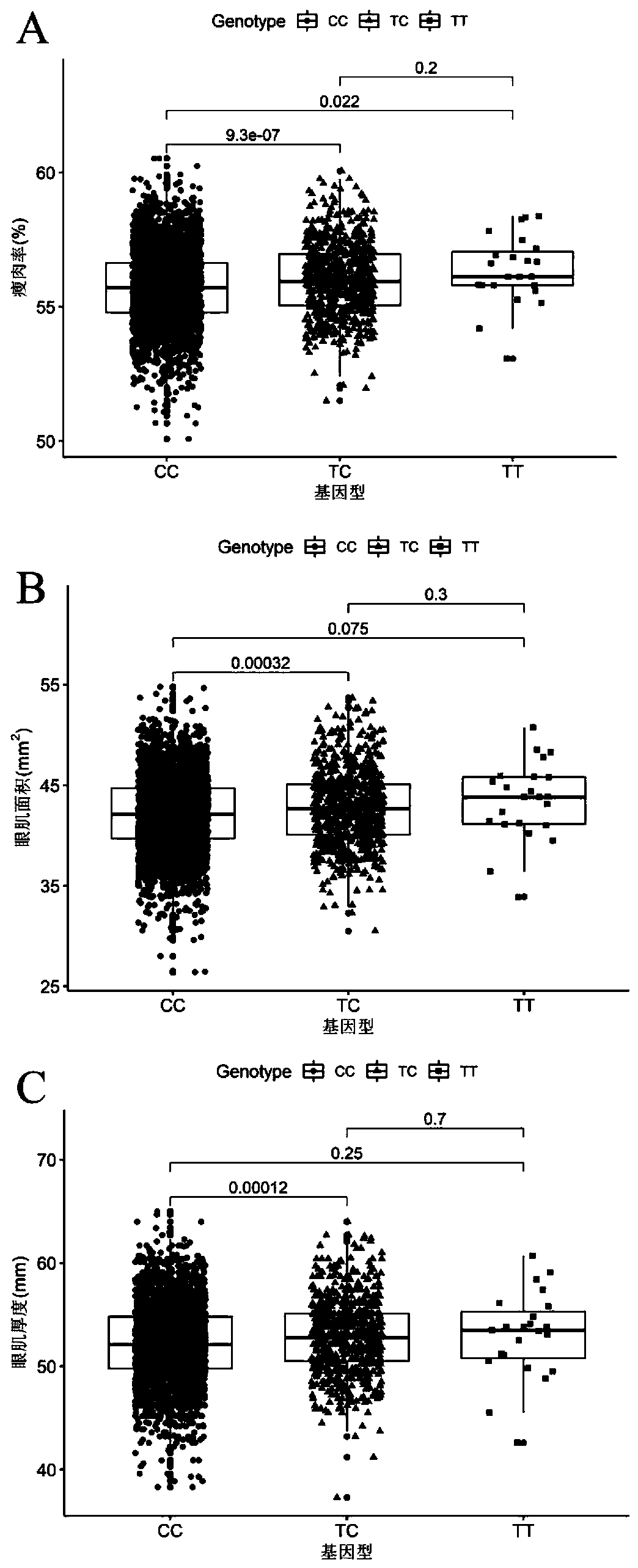 SNP molecular marker related to lean meat rate, eye muscle area and eye muscle thickness on swine chromosome 6 and application thereof