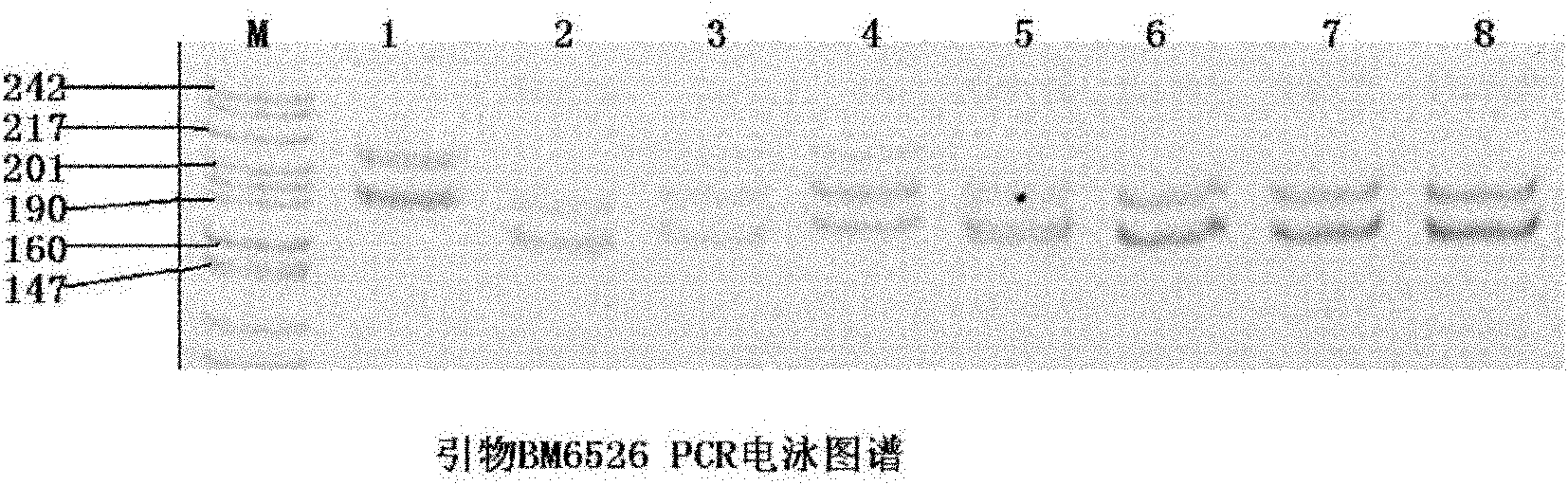 Paternity test method for goats and microsatellite primer and kit thereof