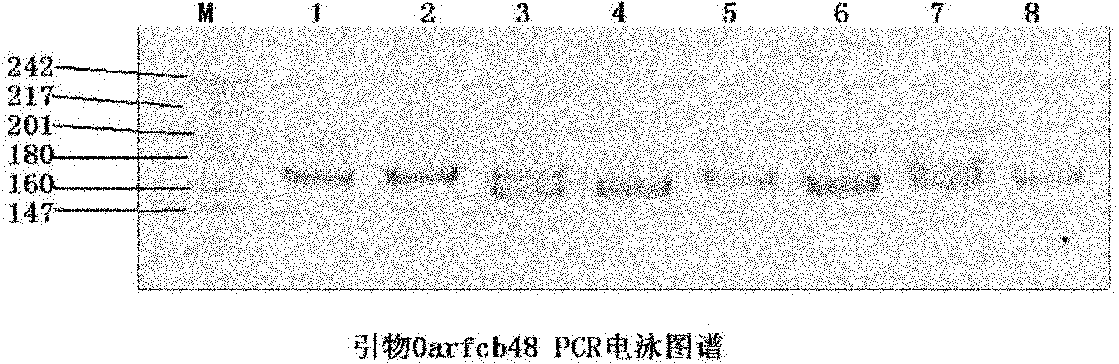 Paternity test method for goats and microsatellite primer and kit thereof