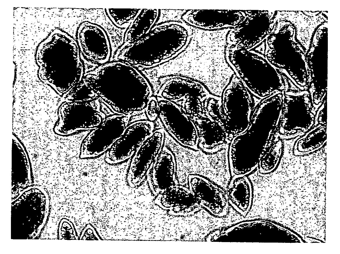 Encapsulated agglomeration of microcapsules and method for the preparation thereof