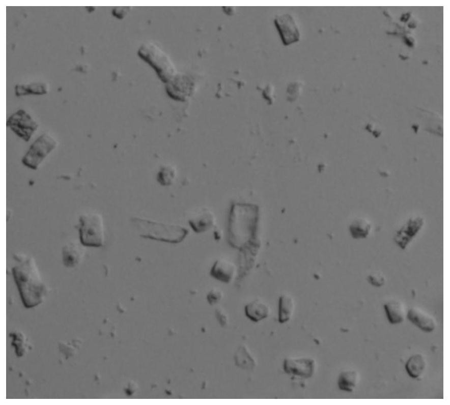 Lysate for extracting plant cell nucleus