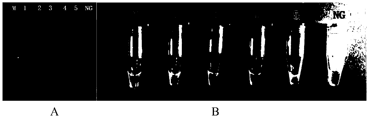 CPA detection primer for escherichia coli shiga toxin type II, kit and method thereof