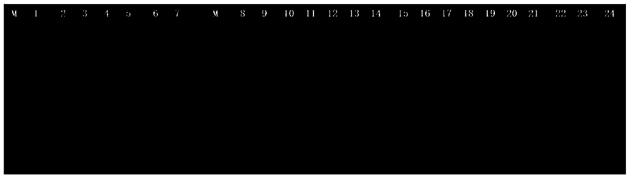 CPA detection primer for escherichia coli shiga toxin type II, kit and method thereof