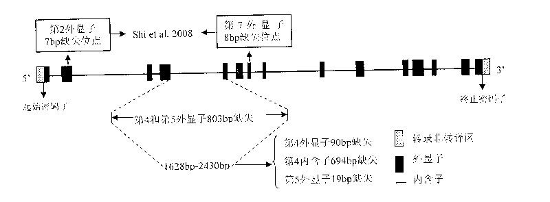 Aroma gene in rice and functional marker thereof