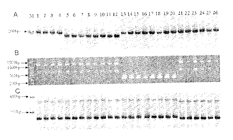 Aroma gene in rice and functional marker thereof