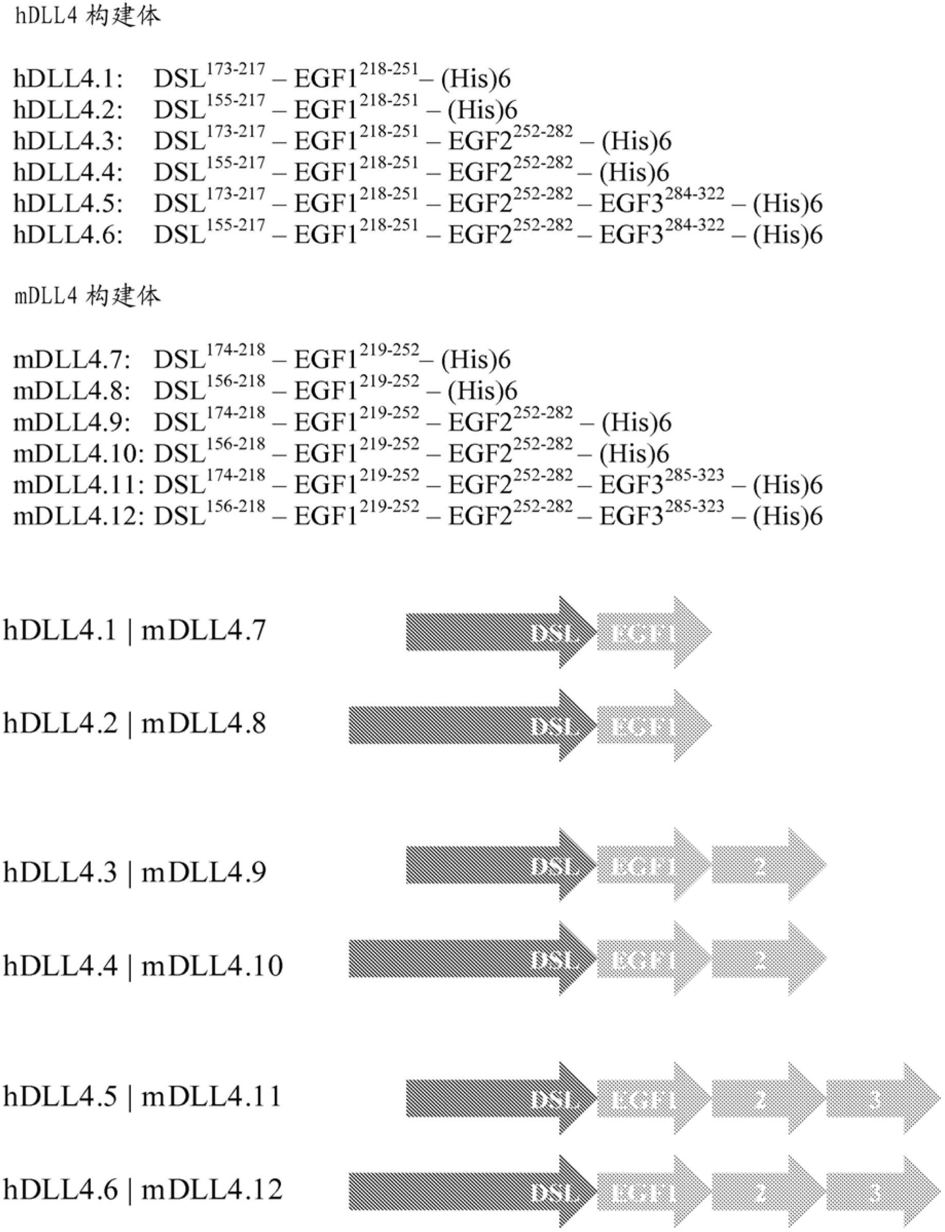 DLL4-binding molecules