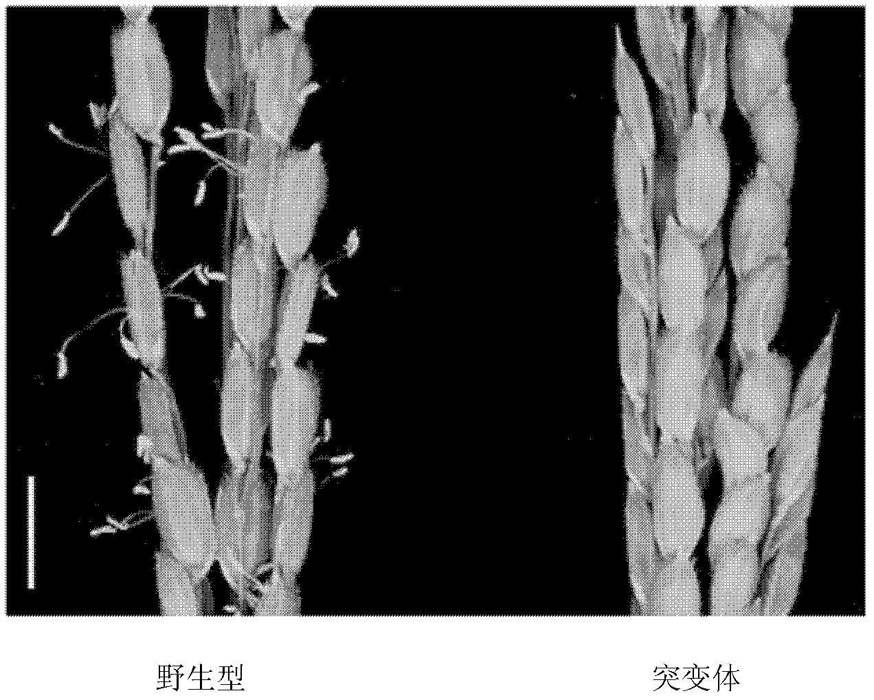 Plant male fertility related protein and coded gene and application thereof