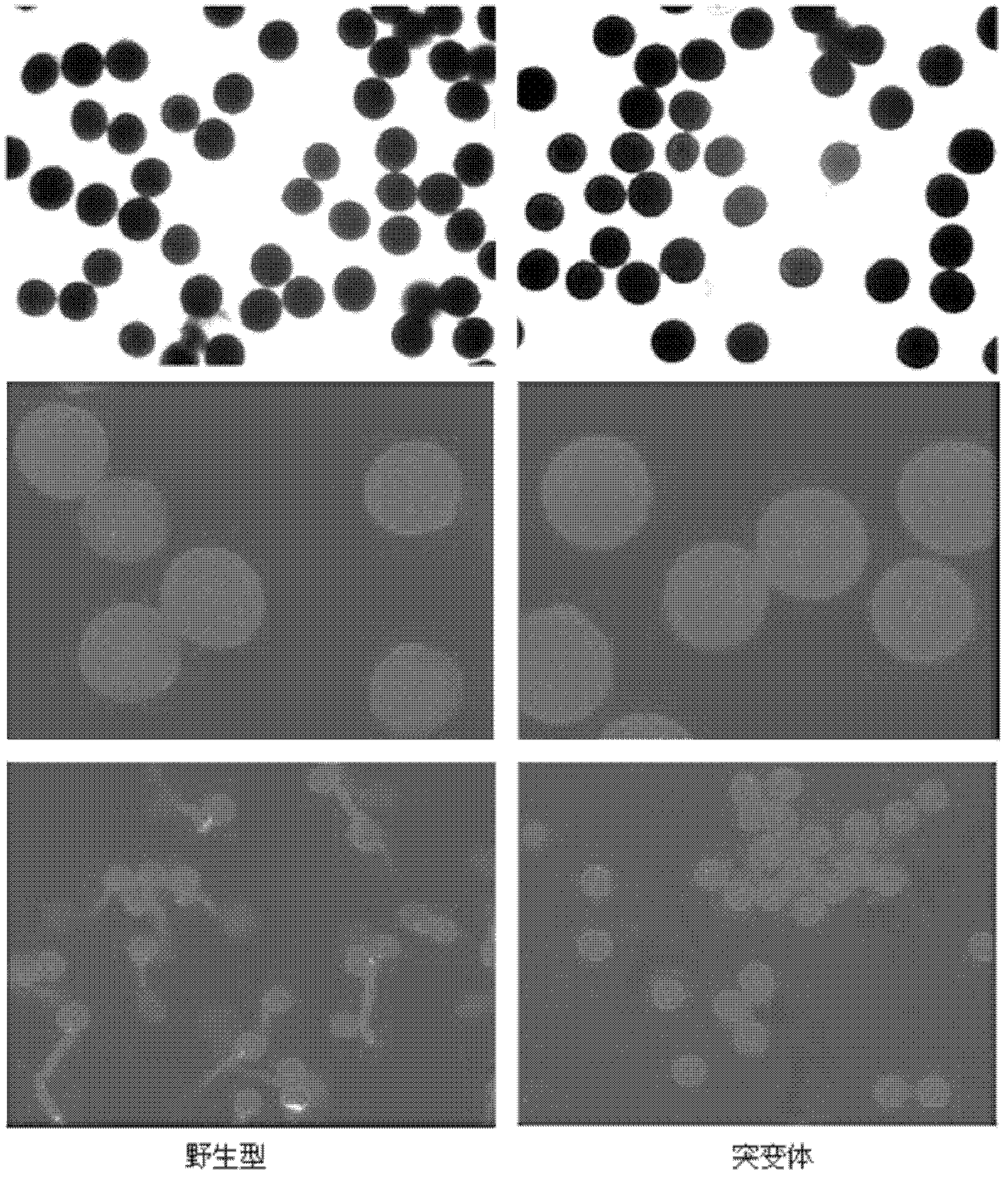 Plant male fertility related protein and coded gene and application thereof