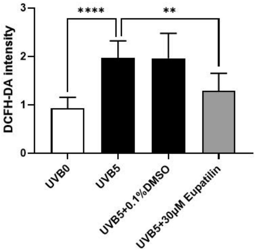 Application of eupatilin in preparation of product for resisting skin light injury