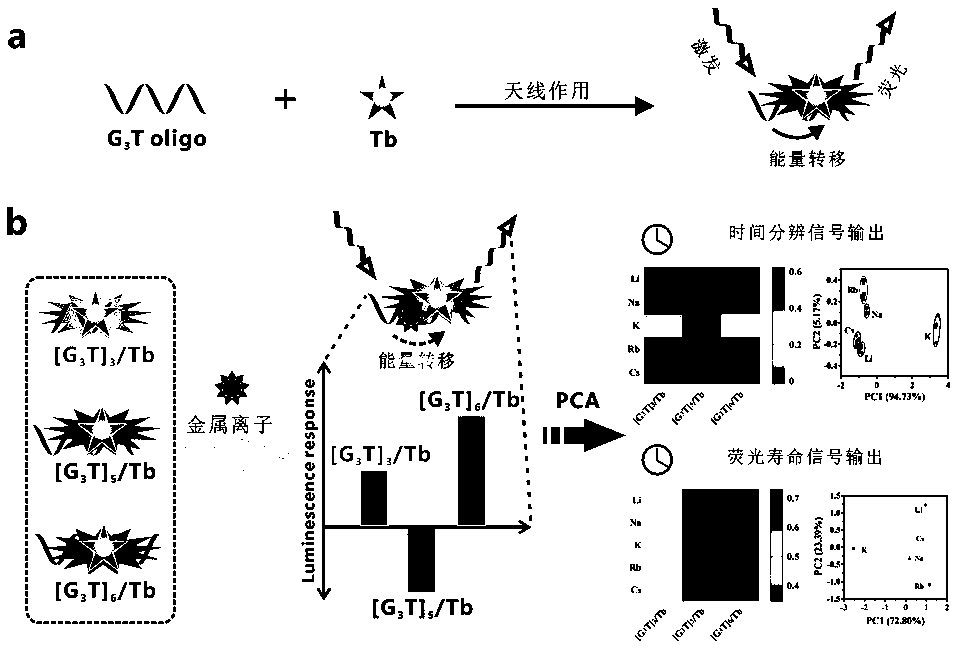 Fluorescent sensor formed on the basis of DNA combining terbium ion, and application thereof for distinguishing and detecting metal ions