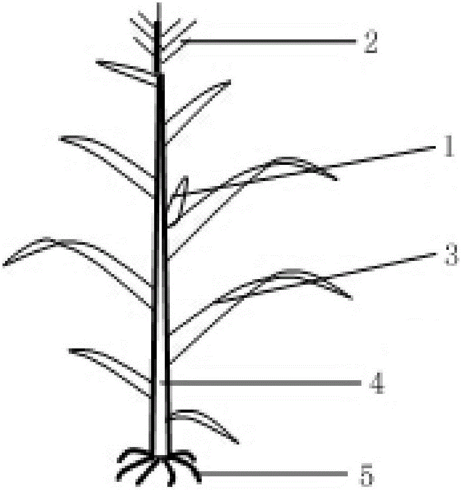 Pollination method capable of improving pollination efficiency of corn