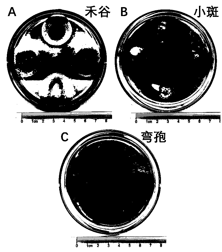 Bacillus siamensis and application thereof