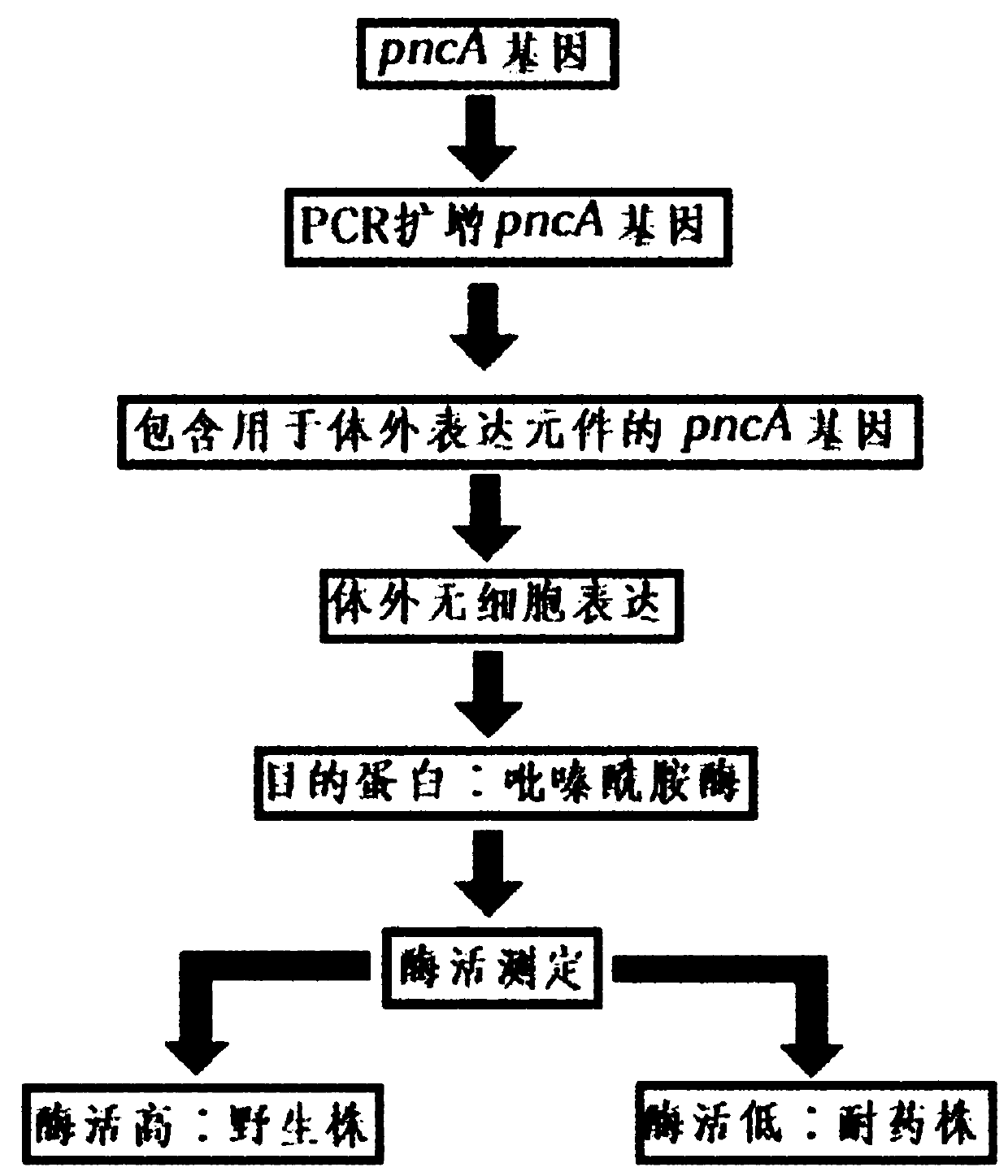 Mycobacterium tuberculosis drug resistance detection method