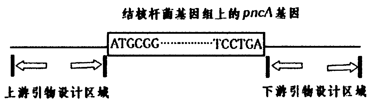 Mycobacterium tuberculosis drug resistance detection method