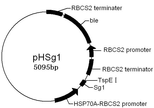 Method for constructing secretory expression carrier and secretory expression system of Chlammydomonas reinhardtii