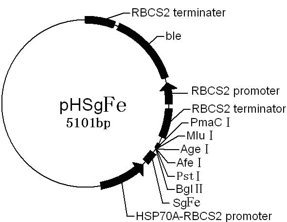 Method for constructing secretory expression carrier and secretory expression system of Chlammydomonas reinhardtii