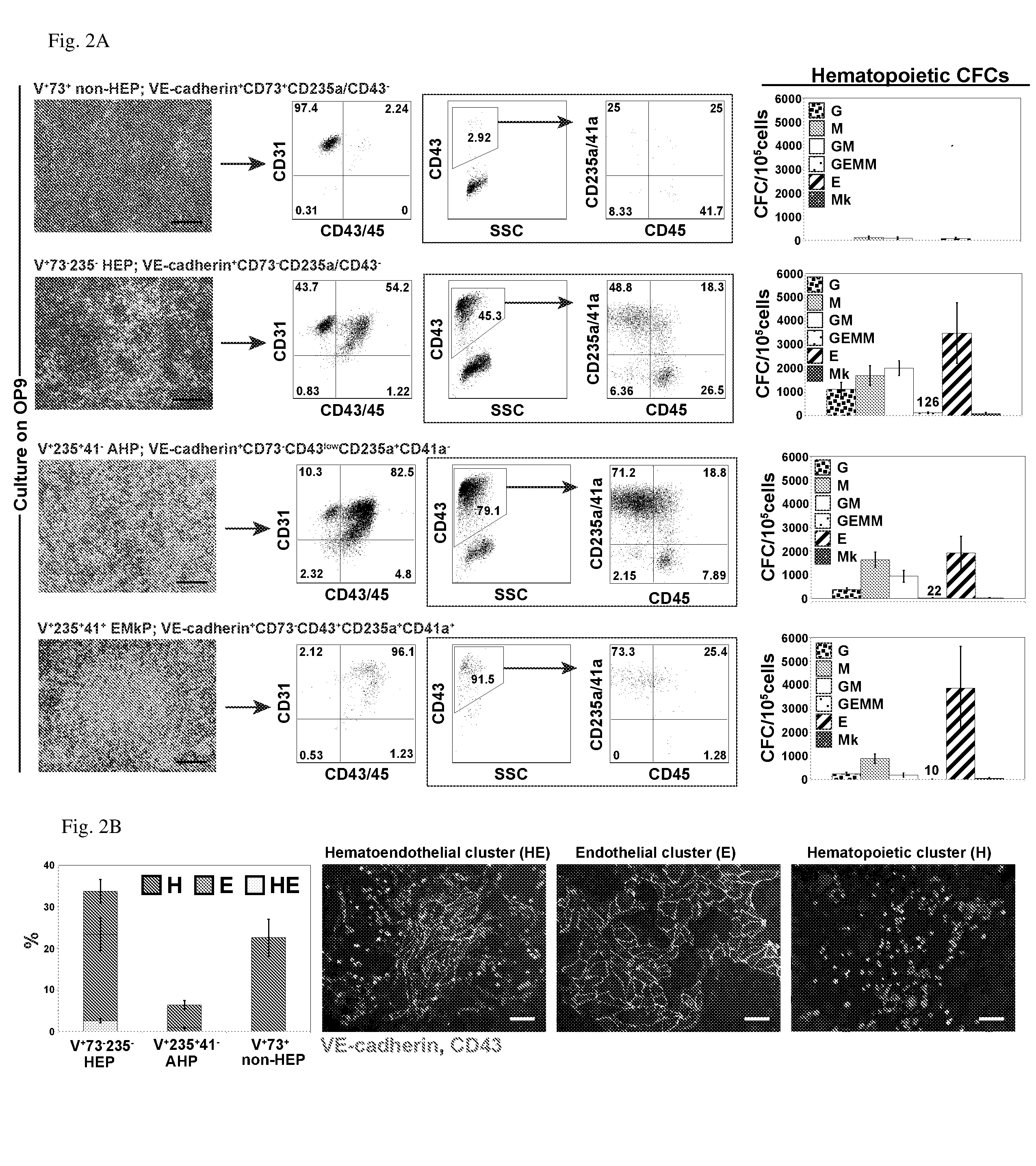 Angiohematopoietic Progenitor Cells