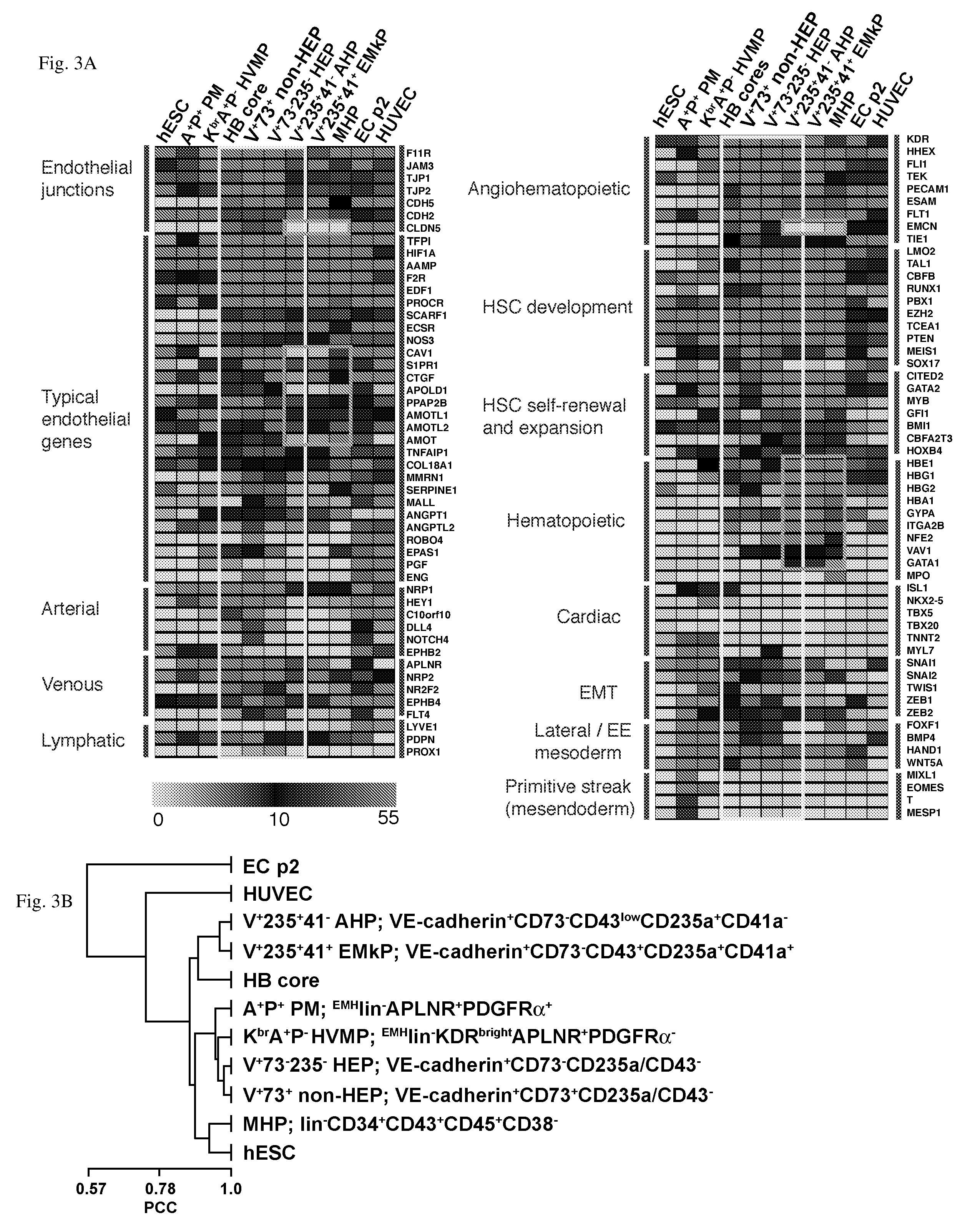 Angiohematopoietic Progenitor Cells