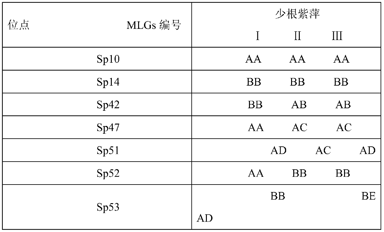 Method for Screening Molecular Markers Related to Leaf Growth