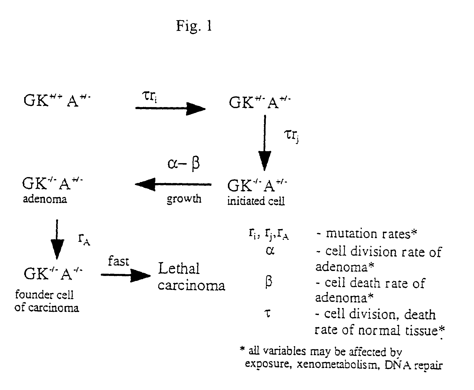 Methods of identifying point mutations in a genome