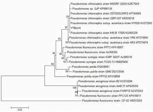 Pseudomonas chlororaphis with wide-spectrum antimicrobial activity and application thereof