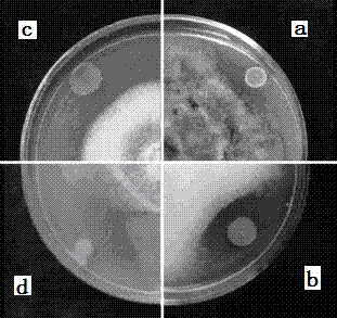 Pseudomonas chlororaphis with wide-spectrum antimicrobial activity and application thereof