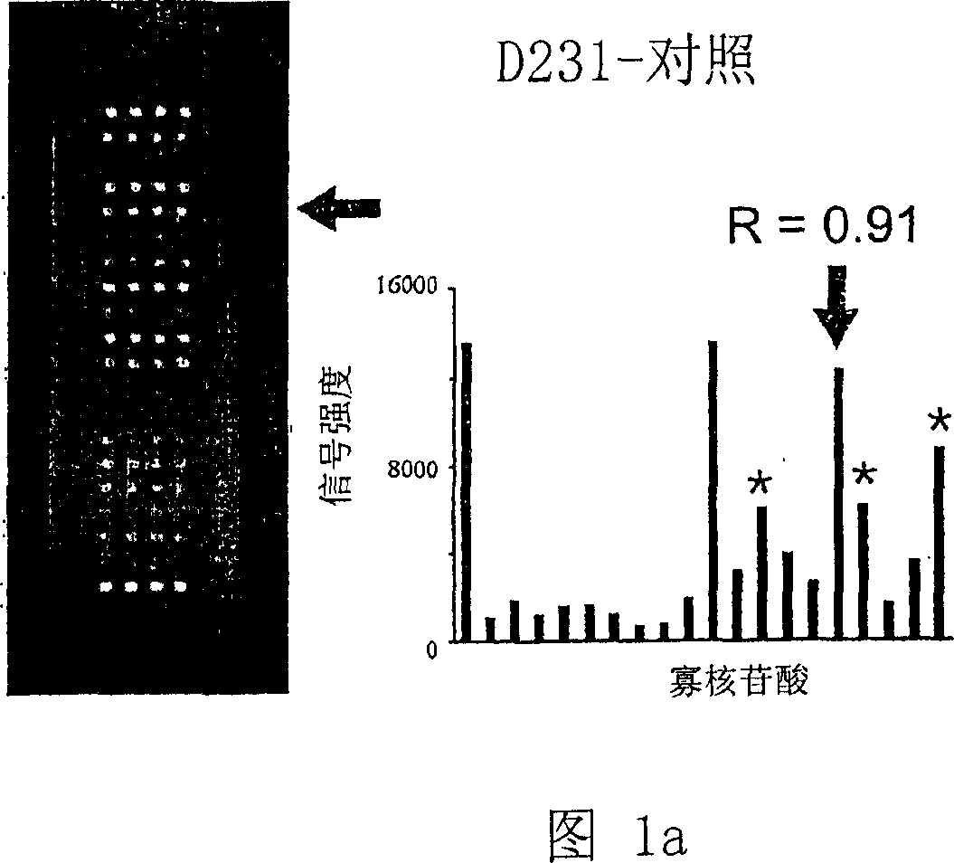 K-ras oligonucleotide microarray and method for detecting K-ras mutations employing the same