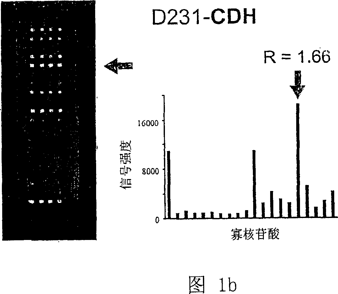 K-ras oligonucleotide microarray and method for detecting K-ras mutations employing the same