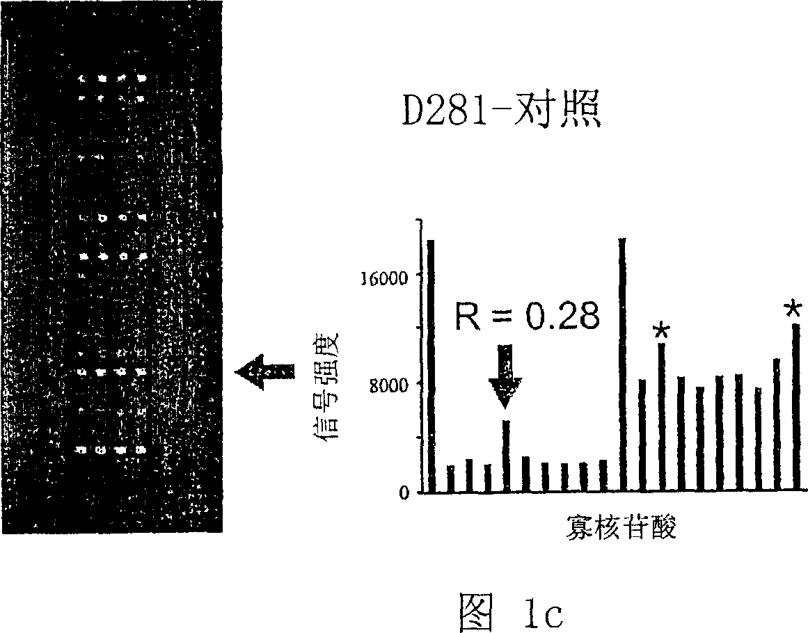 K-ras oligonucleotide microarray and method for detecting K-ras mutations employing the same