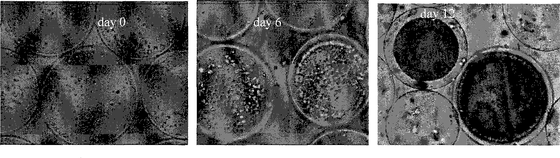 Method for amplifying candidate stem cell