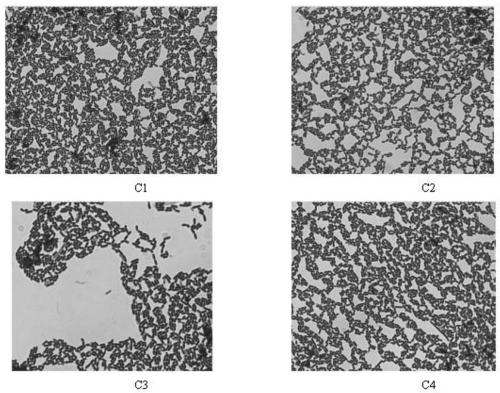 Salt-tolerant lactobacillus plantarum C4 and application thereof