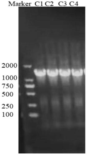 Salt-tolerant lactobacillus plantarum C4 and application thereof