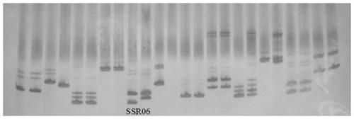 Simple sequence repeats (SSR) primer and method for identifying purity of hybrid seeds of Yunnan raphanus sativus L. No. 2