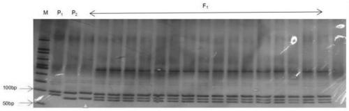 Simple sequence repeats (SSR) primer and method for identifying purity of hybrid seeds of Yunnan raphanus sativus L. No. 2