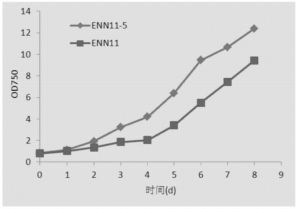 A mutant strain of Nannochloropsis and its application