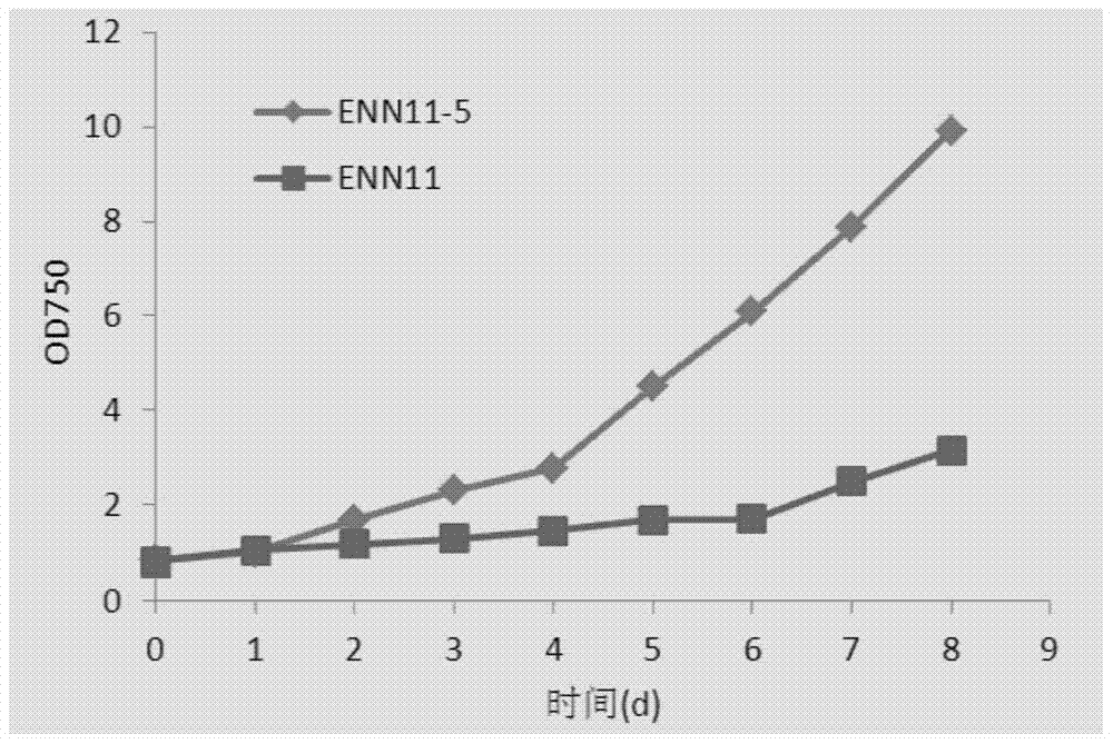 A mutant strain of Nannochloropsis and its application