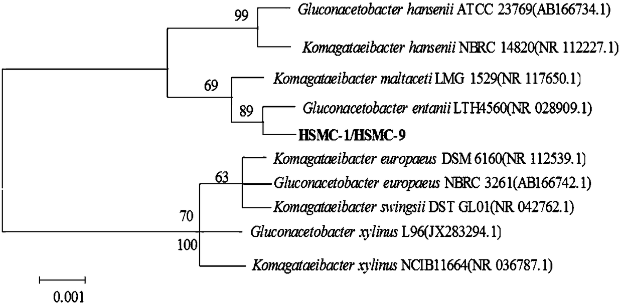 Acetic bacterium for highly yielding acid and application of acetic bacterium to brewing of high-acidity vinegar